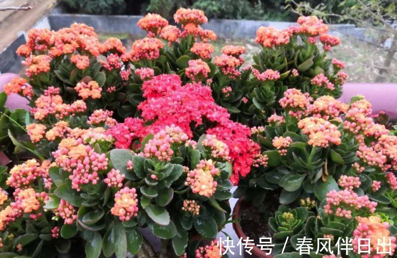 长寿|初秋养长寿花，盆栽该怎么催花？满足4点，植株呼呼窜花苞