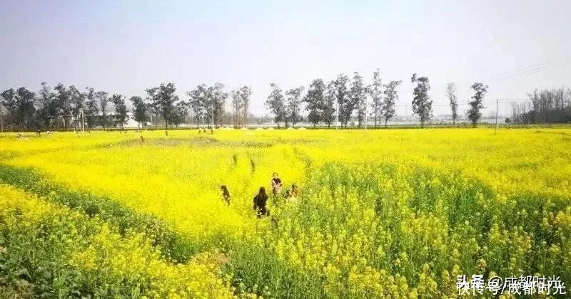 22℃的成都 7个油菜花地点 就近选择