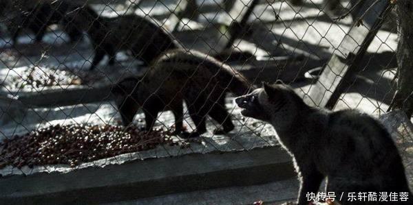 制作|世界上“奢靡猫屎咖啡”制作过程曝光,网友呼吁不喝了,太残忍