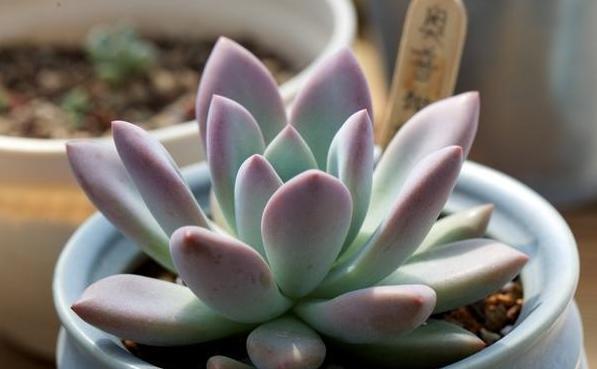 家庭盆栽多肉管理妙招抓住4个细节，叶片肥美、精神足