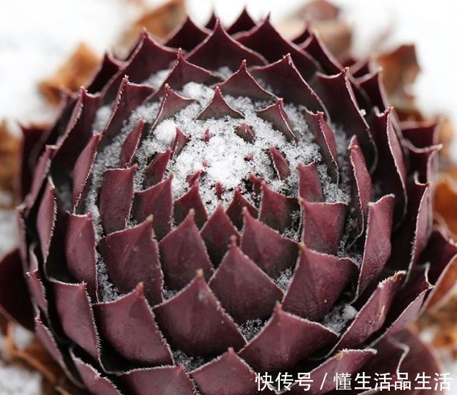 雨雪天气来袭，4种花最耐冻，养在院子里“花多、叶子好”！