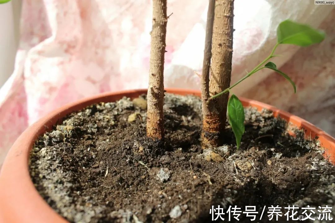 室内盆土结块怎么办？除了换土，还有这些办法可解决