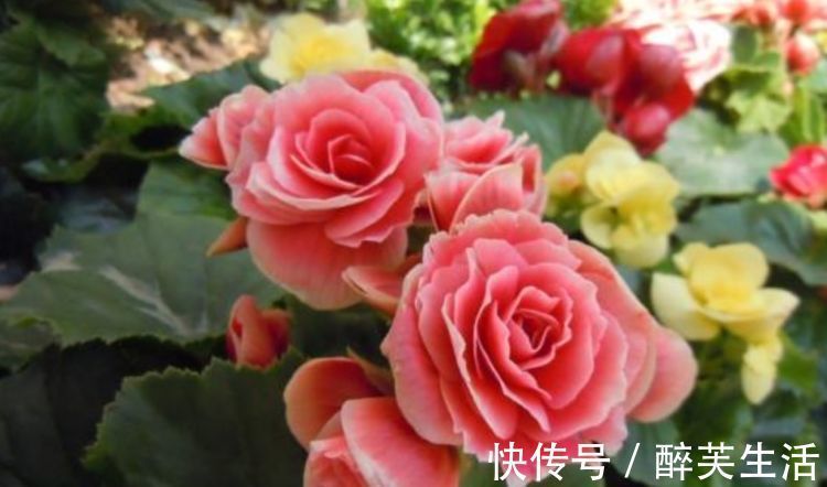 玫瑰海棠|养花就养个花期长的,花大色艳,花姿妖娆,四季繁花似锦