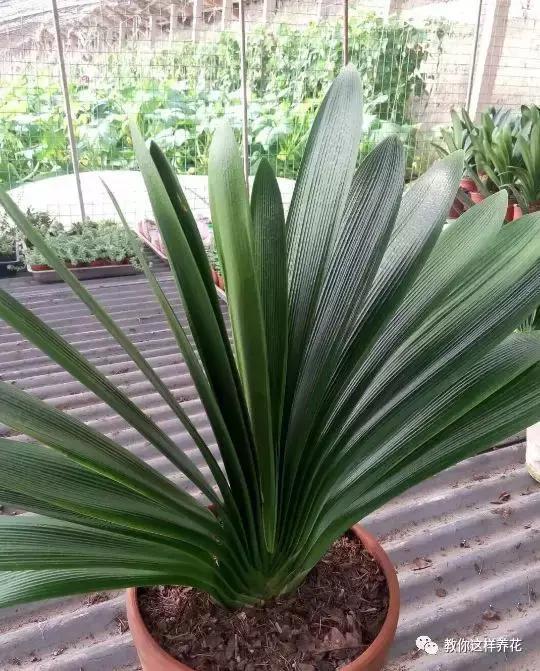 老花农的一勺油,君子兰居然叶片肥绿,爆盆开花!