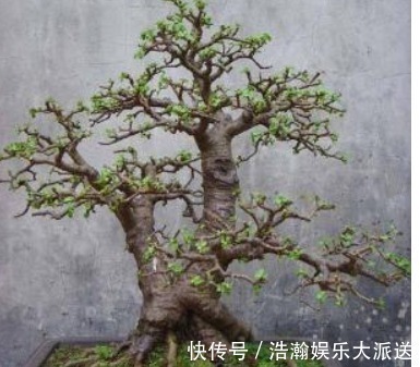 修剪|买盆景太贵此2种花插一根枝就能活，1年成老桩，越养越“值钱”