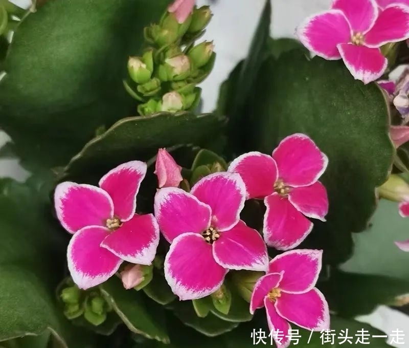 45种长寿花,个个都美爆了,你家养了多少种?