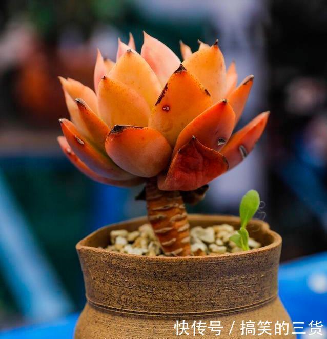 徒长|冬天养多肉，最怕3种水，一定要管住手，太勤快肉肉死的越快