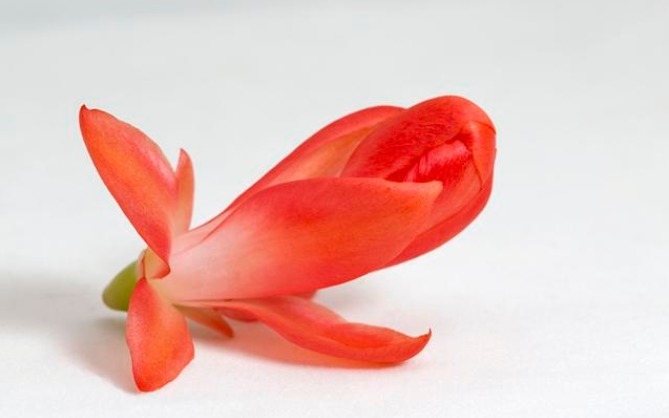 想让蟹爪兰花开不谢,掌握3个小秘密,花期能达100天