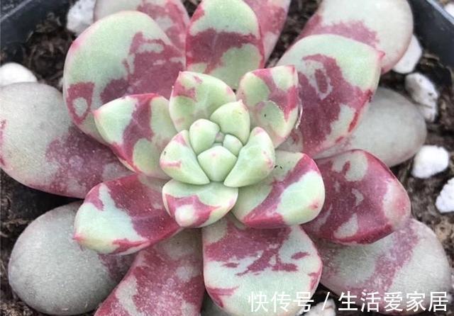 多肉|4种多肉美得独特，血燕拥有紫血斑，小红嘴的红唇最惊艳，真喜欢