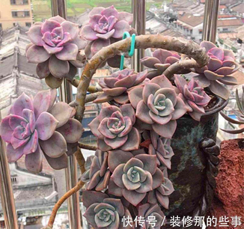 多肉植物|养好多肉紫乐，有2个简单的方法，颜色更漂亮，变多头老桩