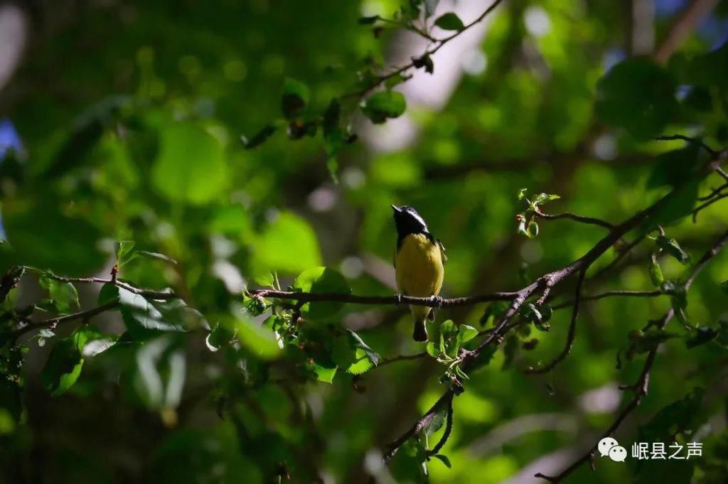岷县的春夏秋冬，看不够！