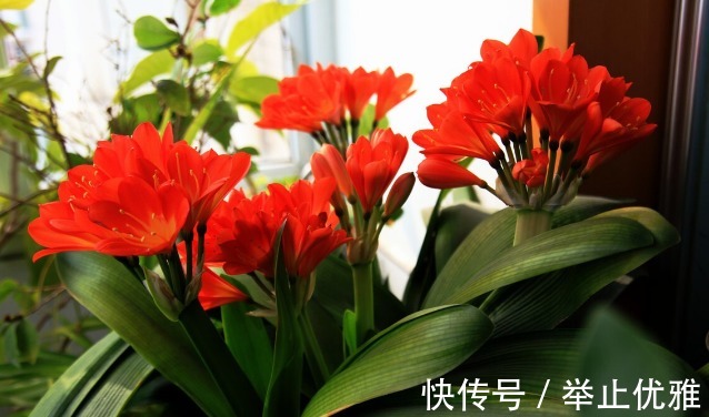 养分|养殖兰花和君子兰始终不开花,不是技术不行,是四点没做好