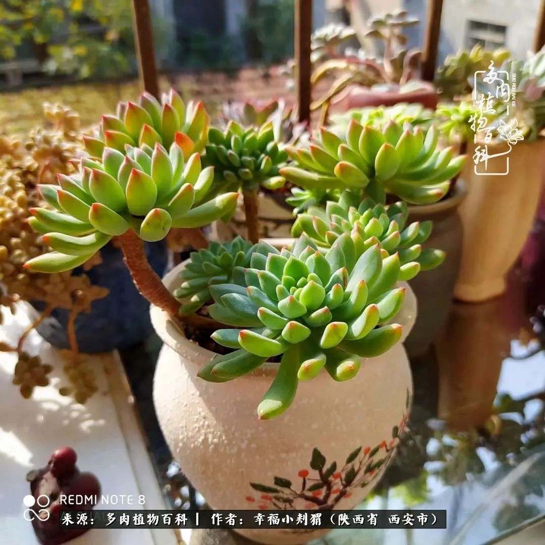 时光荏苒,种肉赏肉已成了生活中不可缺少的一部分!