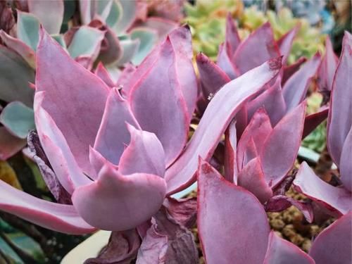 关于多肉休眠你了解多少？不同的多肉，却都有休眠期