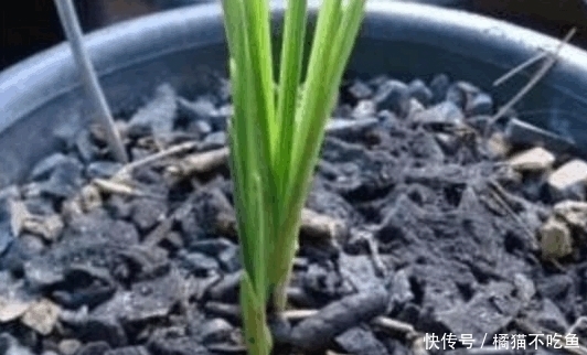 在花盆里撒点它,花卉绿植长得旺,养20年都没黄叶不生病!