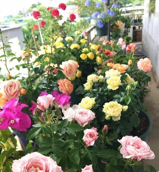 漂亮|3种漂亮花,开完花快剪,浇一次肥,营养足,花开一茬接一茬