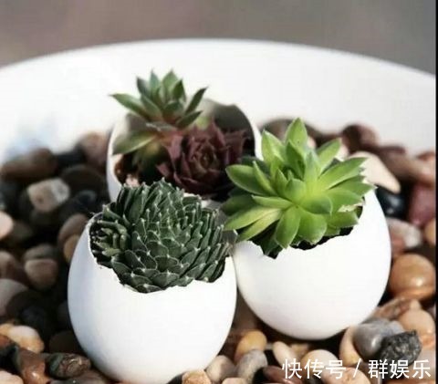 用完的鸡蛋壳千万别扔,不然让你超后悔