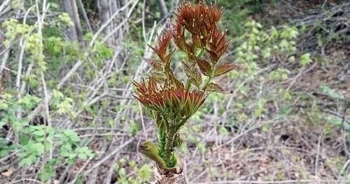 它是农村最被低估的1种树木,农民打柴都不砍它,殊不知浑身是宝