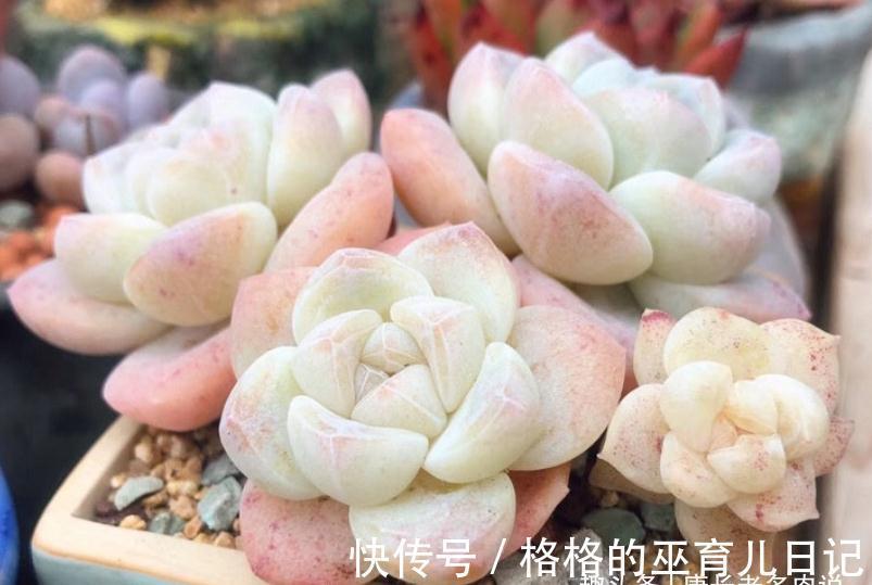 多肉冰魄不是冰玉,虽然名字只有一字之差,但它有2个明显的特征