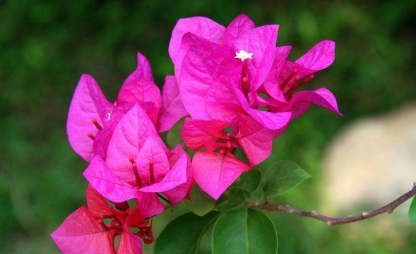 4种花很好养，沾土就活，随便养养一样开花一簇簇