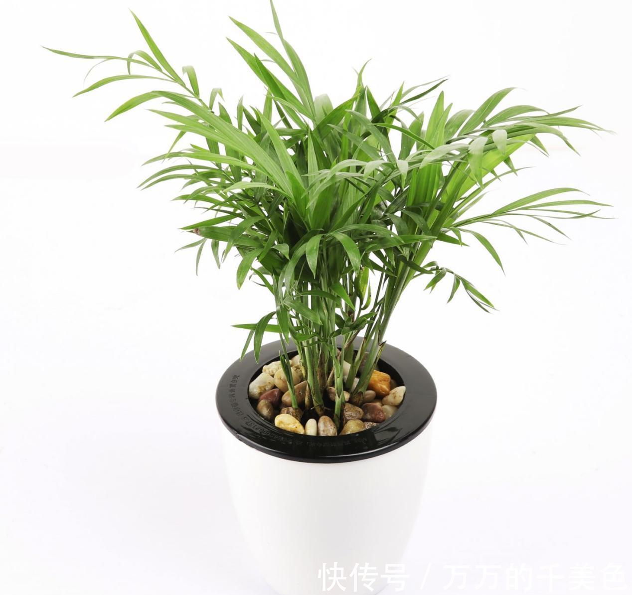 成活率|大蒜真是个“宝”,养花就有4大妙用,甭错过!