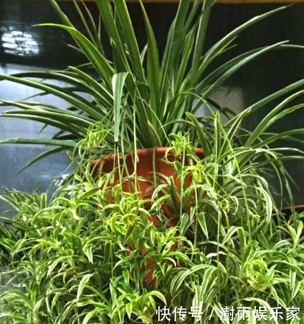 清水|还在用清水浇绿萝别傻了,绿萝是个“大酒鬼”,一小勺就爆盆!