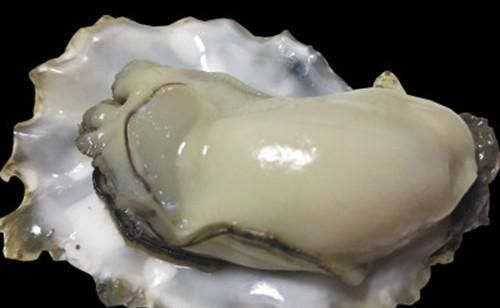 长相明明一模一样,为啥一个叫生蚝一个叫牡蛎原来有这种区别