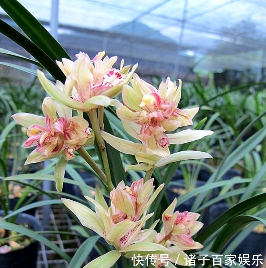 来自宝岛的多瓣奇兰,花中有花,簇拥开放,是建兰奇花之首