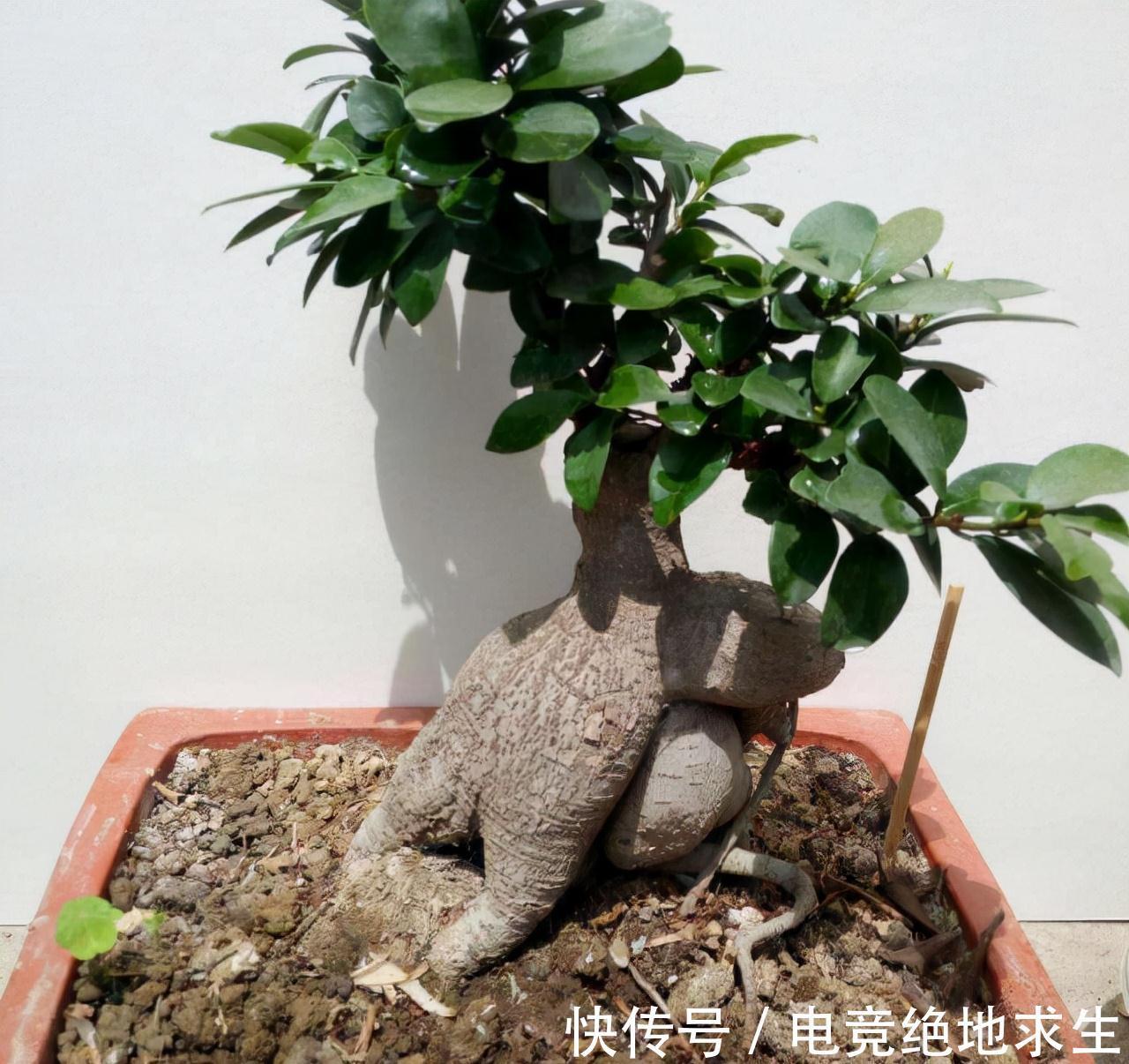 有2种古老庭院树,如今走错路都能遇到,可养好了依旧昂贵