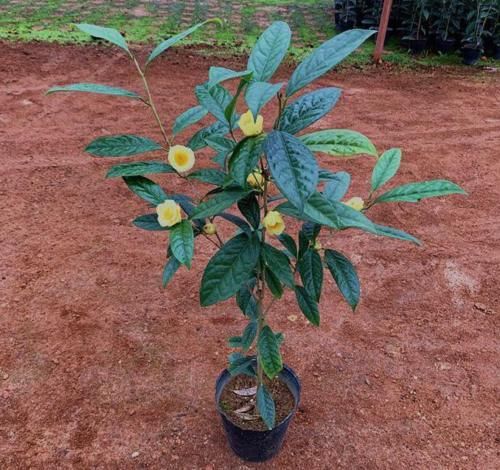 谁若见到这“东西”，请把双手放在口袋里，因为价值不允许你乱来