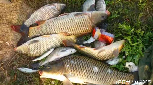 手竿钓鲤鱼三大要点用饵、子线、调漂,熟练掌握屡试不爽