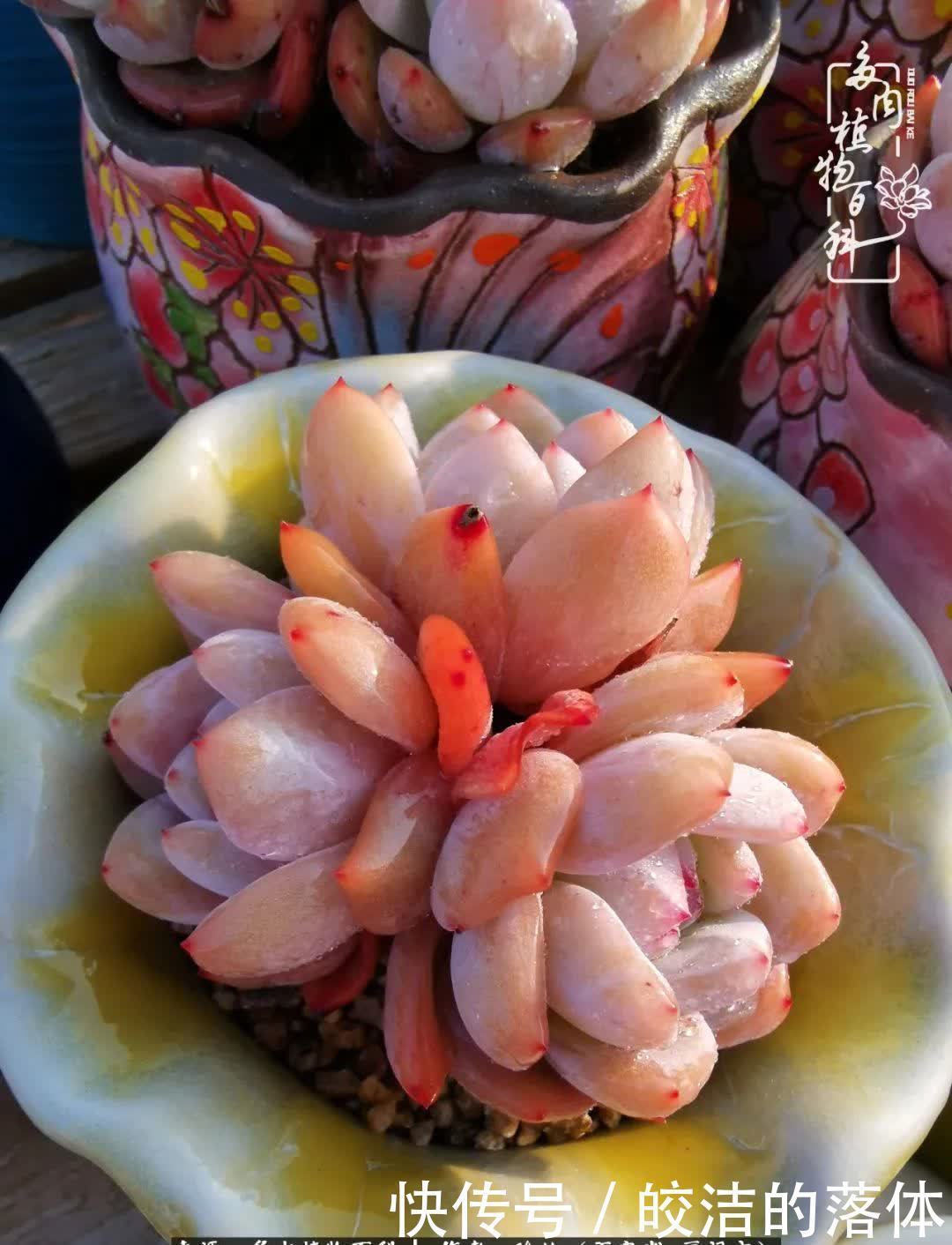 百度|我与多肉那些不得不说的故事!