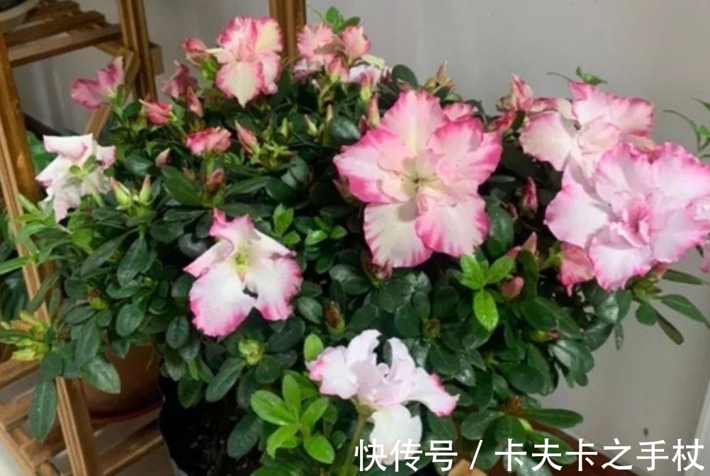 栀子花|这3种公认难养的花，想要养好也不难，先满足它们这个“喜好”