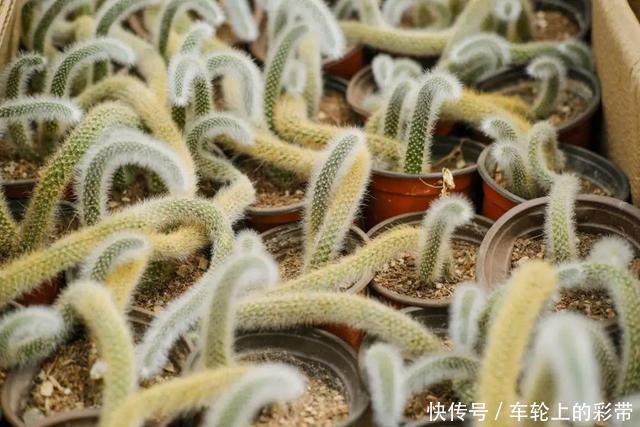 吊兰长满小金鱼,养上5年,越养越上瘾!