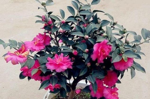 茶梅|这三种花是秋冬开花王,娇艳漂亮花期又长,理想的居家盆栽