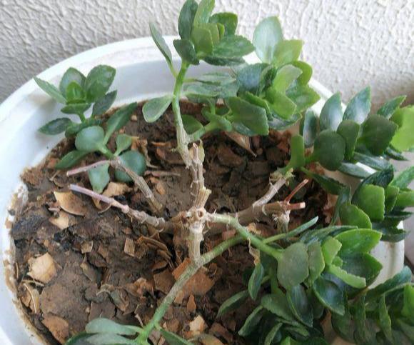 叶片|长寿花“半死不活”僵一年3点大营救,浇点促花肥,花苞挤满盆