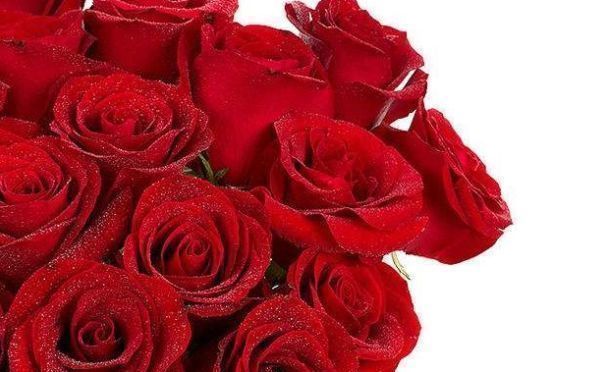 兰香|喜欢玫瑰,就选“珍稀名品”卡罗拉,标准玫瑰红,高贵优雅