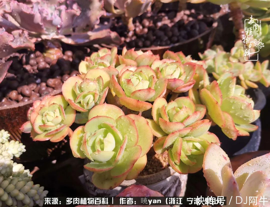 入多肉坑八年,始于初心,一切但求无愧于心