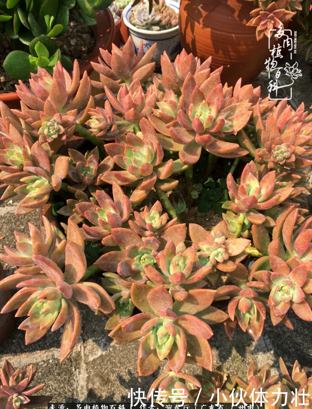 多肉植物|为肉钟情:楼顶上的多肉!