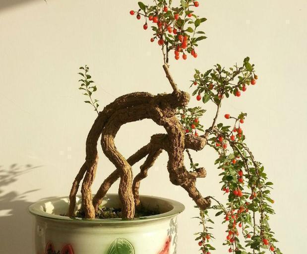 养花|不会养花,就养这2种绿植,好养能吃花芳香,两年长成盆景