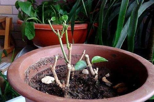 明年|养花得做减法,入冬后此5种花剪1刀,明年长得旺、开花多