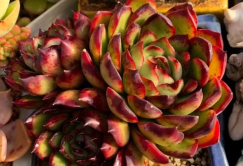 多肉在什么情况下需要浸盆？怎样浸盆才是正确的操作方式？