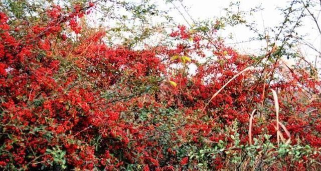 火棘|农村当柴烧的花,搬回家剪一剪就能变盆景,喜庆又好看