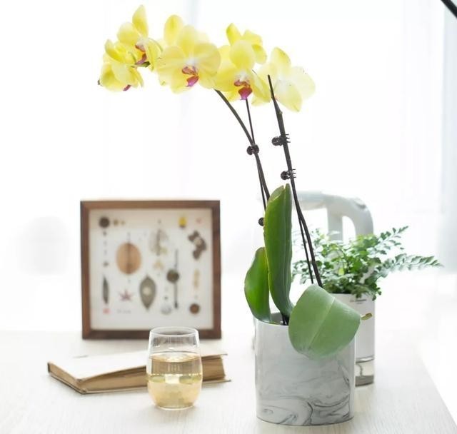 花旦|如何挑选年宵“花旦”蝴蝶兰?教你4个实用小技巧,一学就会