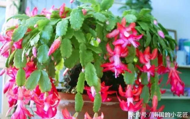 君子兰 蟹爪兰不开花 盆里加水加药 入冬就开花 粉紫色 君子兰 蟹爪兰不开花 盆里加水加药 入冬就开花 粉紫色