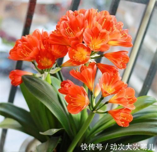 肉质根|做好“2件事”,君子兰根肥,新叶多,年年开“爆盆”