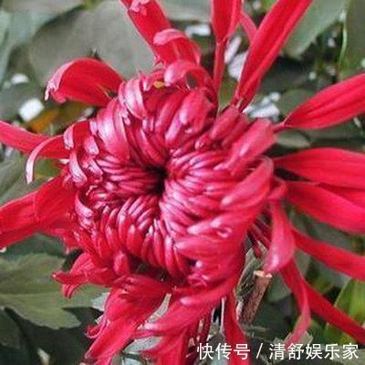 疯长|别再白花钱买花肥了,家里五毛钱一个的鸡蛋,养花猛蹿疯长。