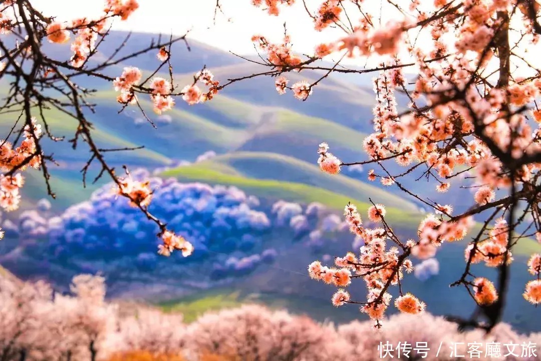 翻雪山穿沙漠，流连异域小镇，寻访新疆烂漫“花火”