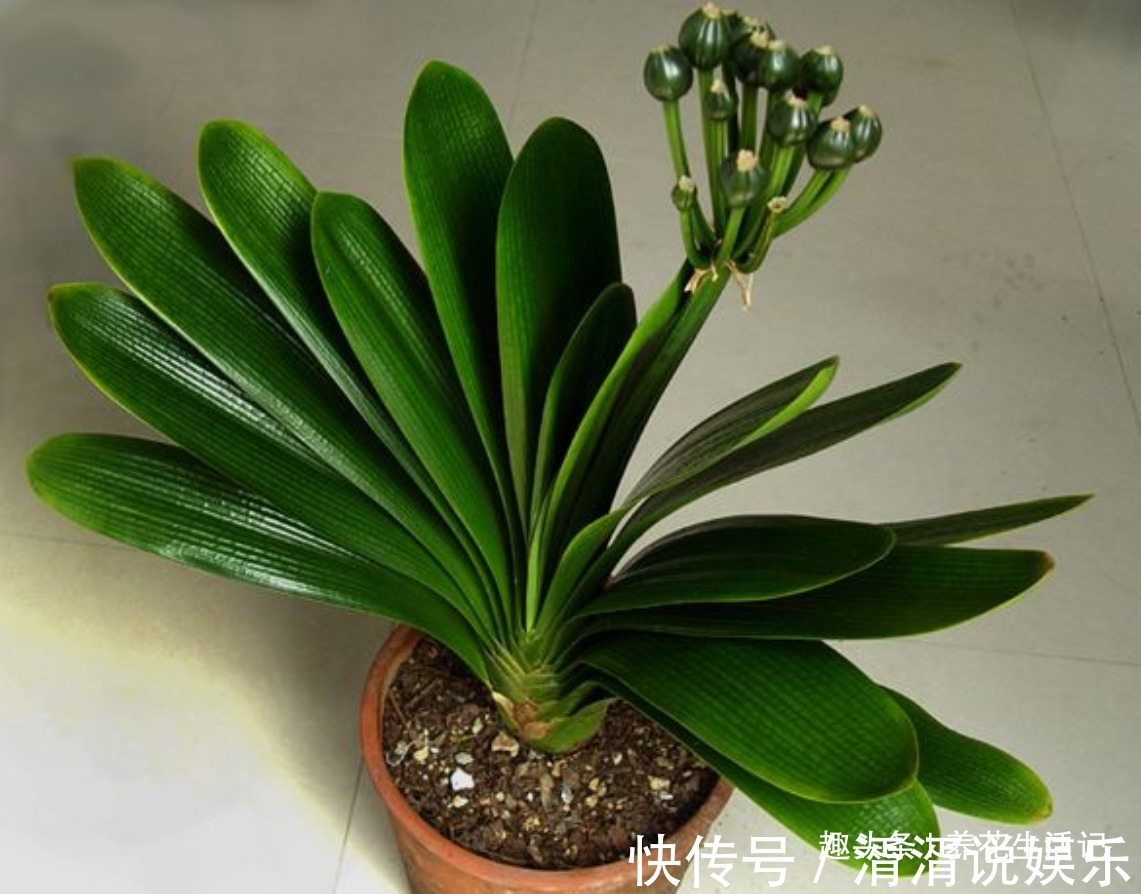 叶子|家养君子兰,叶片不对称、一边大一边小,学会“3招”就能解决