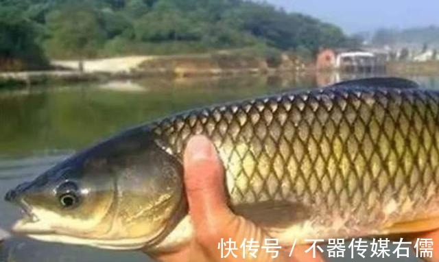 钓鱼|天一热,我就立马换用这诱鱼套路,大草鱼钓了一尾又一尾